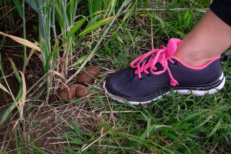 dog poop on the grass in nature with the foot of a woman with sneakers that is going to crushの写真素材