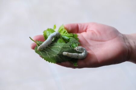 one hand holds two silkworms on a mulberry leaf. The background is whiteの写真素材