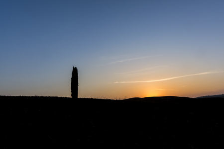 Silhouette of a tree at sunrise in the Val d'Orciaの写真素材