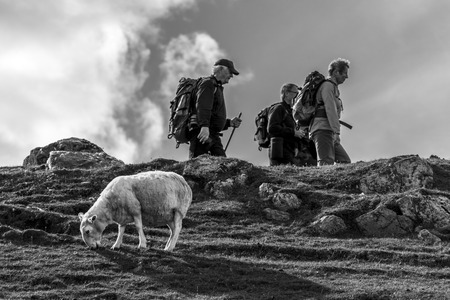 Sheep and people hikingのeditorial素材