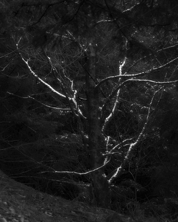 Black and white shot of tree covered with snow in the forest.の写真素材