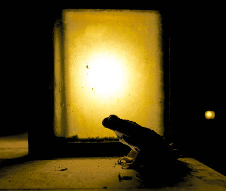 Toad sitting in front of lantern at night and waiting for foodの写真素材