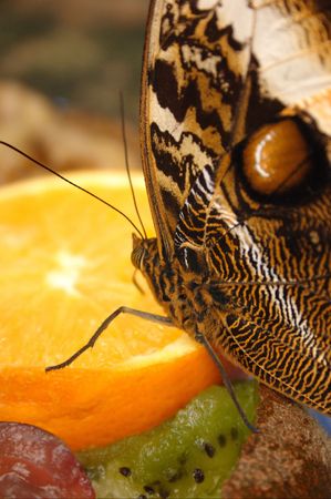 Owl Butterfly Eating An Orangeの写真素材