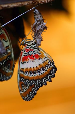 Emergingの写真素材