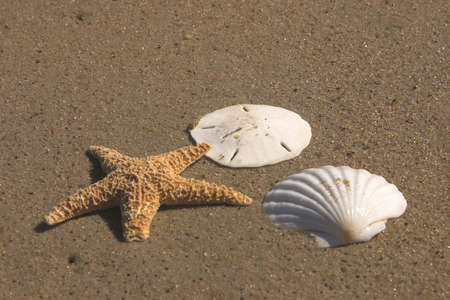 several collectibles from the beach