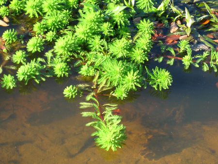 A plant growing on the water.の写真素材
