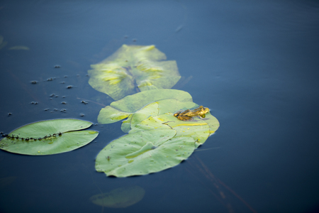 Frog in the Danube Delta area, Romania, in a sunny summer dayの写真素材