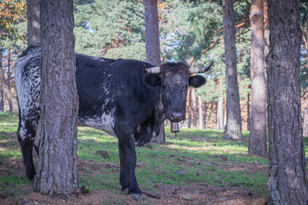 Black cow standing in the forest and looking at the camera. Selective focus.の写真素材