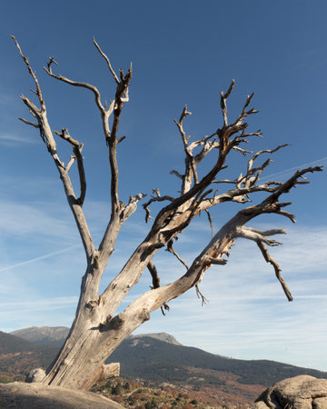 Dead tree on a hillside in the Sierra Nevada mountains, Spainの写真素材