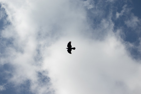 Shadow of bird soaring in blue sky