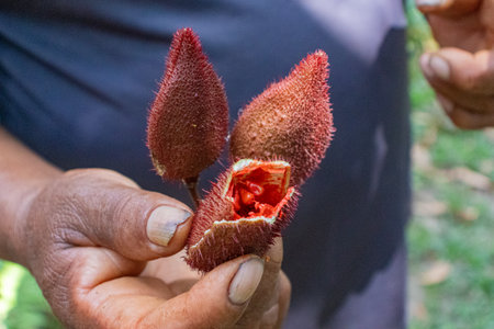 Close up of tropical plant with red natural dye