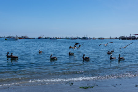 Flock of Pelicans Floating on Calm Blue Seaの写真素材