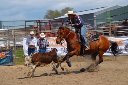 Calf roping