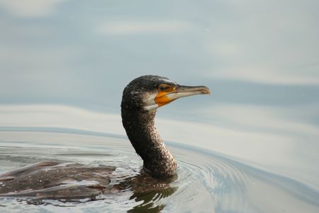 Portrait of a cormorant on the lake