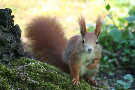 Squirrel sitting on a stump and has his hand on his heart