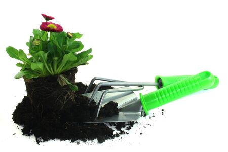 various tools for planting with daisies on a white backgroundの写真素材