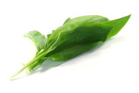 fresh wild garlic leaves on a white background