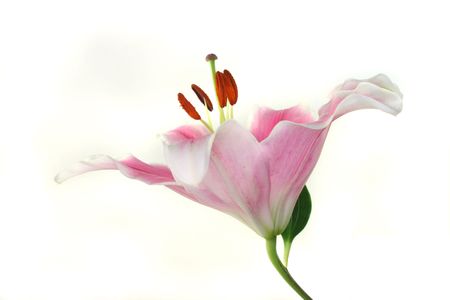 Close-up of a white and pink lilies bloomの写真素材