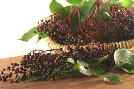 Elder berries on a branch with leaves on white background