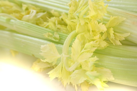 fresh, healthy celery on a white backgroundの写真素材