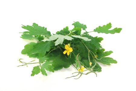 greater Celandine with leaves and flowers on a white backgroundの写真素材
