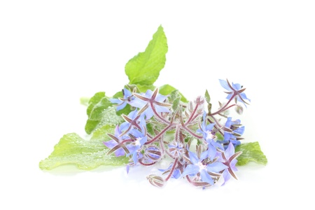 a sprig of fresh borage with leaves and flowers on a white backgroundの写真素材