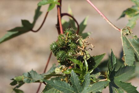 Ricinus communis with green leaves and seed capsules