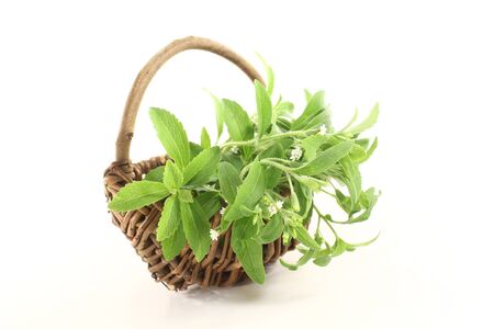 fresh green Stevia with white flowers on a light backgroundの写真素材