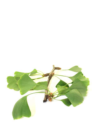 fresh green Ginkgo twig on a bright background