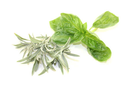 sage and basil leaves on a light backgroundの写真素材