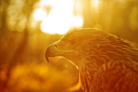 Side view of mountain eagle in wild nature, warm colors の写真素材