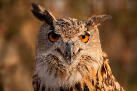 Great horned owl in wild nature の写真素材