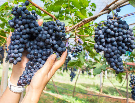 Hand of a young woman holding a bunch of black grapes fresh from the garden.