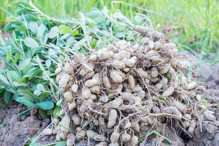 Fresh organic peanuts on  a trunk .の写真素材