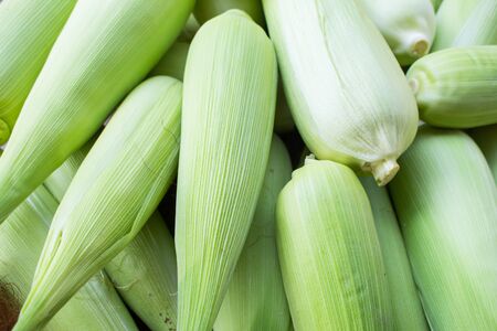Background of corn, fresh, healthy.