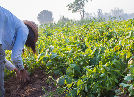 Young women are harvesting, searching for fresh organic potatoes  in the farmの写真素材