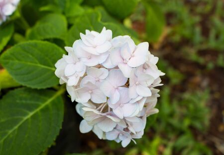 Hydrangea flowers in the garden