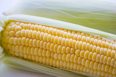 yellow corn on a white background.の写真素材