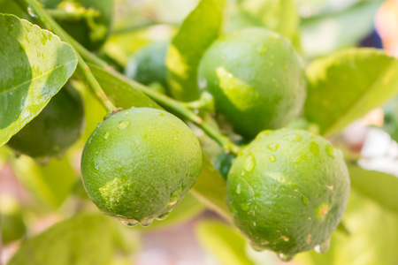 A bunch of fresh lemons on a lemon tree in the garden.の写真素材