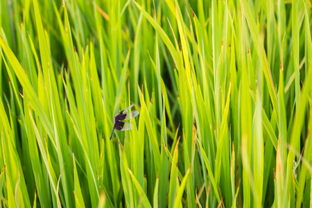 Close up the dragonfly in the rice paddy, green. Paddy rice in a blurred background morning.の写真素材