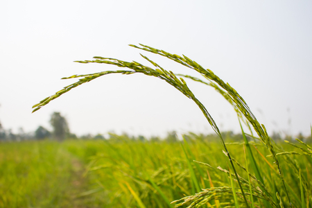 Close up of green paddy rice. Green ear of rice in paddy rice field under sunrise, Blur Paddy rice field in the morning backgroundの写真素材