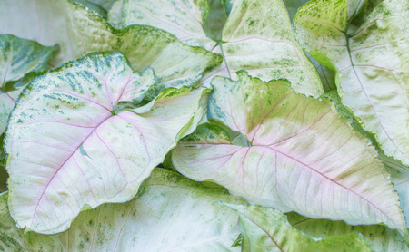 Background textured leaves of ornamental plants in the garden.の写真素材
