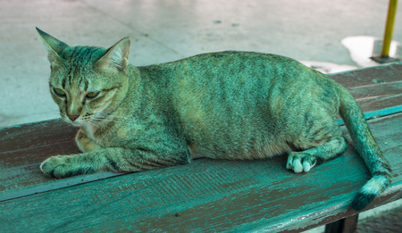 Cat lying on a wooden tableの写真素材