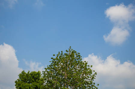 Top of the tree with clear blue sky backgroundの写真素材