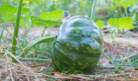 Green pumpkin growing in the garden.の写真素材