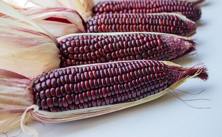 Fresh purple corn on white background