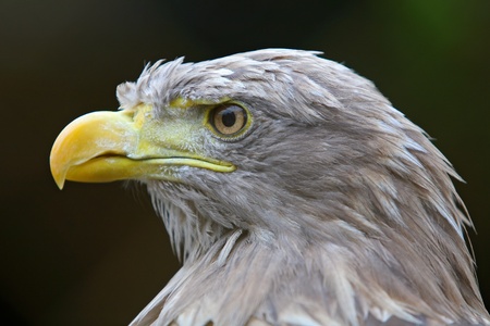 Eagle の写真素材