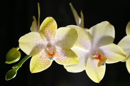 Close up of two flower of yellow orchid with black backgroundの写真素材