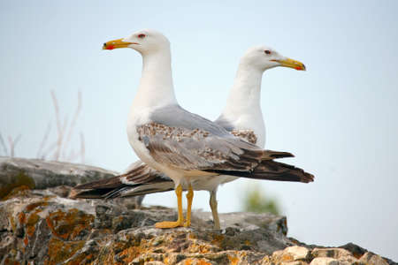 Two seagulls turned opposed of each other looking at camera on the wall of the road on top of the hill above Gibraltar.の写真素材
