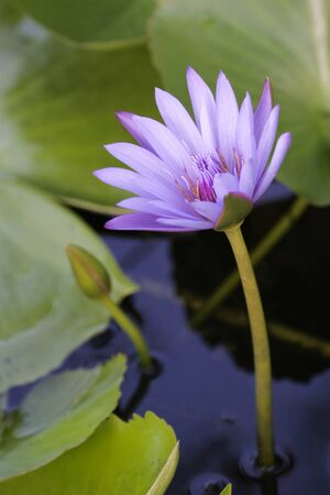 Close up of violet lotus blossom peeking up from the lakeの写真素材